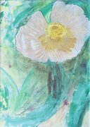 Titelbild Ausstellung "Natürliche Vielfalt" im Altstadthaus Kempten
